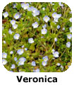 Veronica